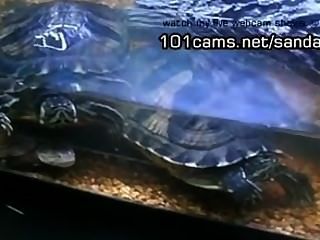 Mostrando Mi Tortugas Mascotas Desnudas Webcams